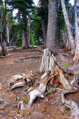Beautiful forest view in Olympic National Park, Washington, USA.