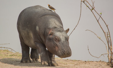 Flusspferd oder Nilpferd in der Savanne vom in Simbabwe, Südafrika 