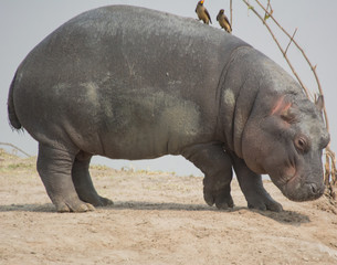 Flusspferd oder Nilpferd in der Savanne vom in Simbabwe, Südafrika 