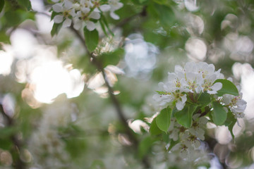 white flowers in spring