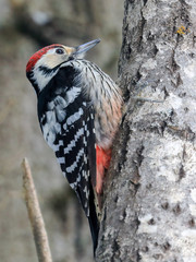 White-backed Woodpecker