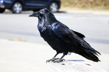 A beautiful raven sits on a bench on a light background.