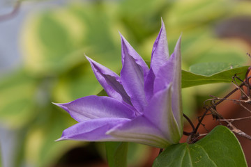 purple upturn blooming clematis