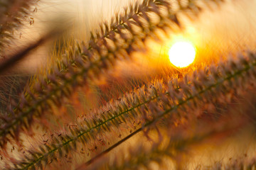 Grass flower on sunset background