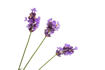 Naklejka premium lavender isolated