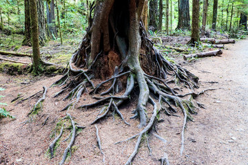 Rain forest in olympic national park, Washington, USA.
