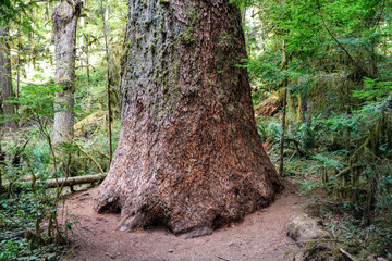 Obraz premium Large tree trunk in the forest in Olympic National Park, Washington, USA.