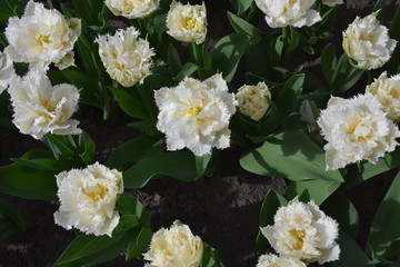 Tulpen sind Wunder der Natur in Frühlingszeit Amsterdam, Niederland