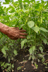 manos en campo calle