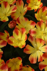 Tulpen sind Wunder der Natur in Frühlingszeit Amsterdam, Niederland