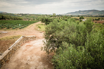 Agricultural field in Sicily