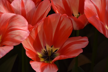 Obraz na płótnie Canvas Tulpen sind Wunder der Natur in Frühlingszeit Amsterdam, Niederland