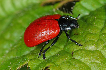 Chrysomela populi Pappelblattkäfer DE, NRW, Nonnenbachtal, Eifel 09.06.2016