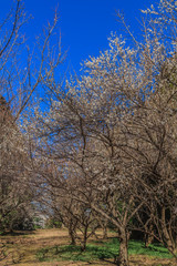 Obraz premium 冬の佐倉城跡の梅林の風景