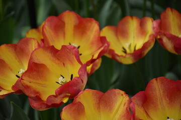 Naklejka premium Tulpen sind Wunder der Natur in Frühlingszeit Amsterdam, Niederland