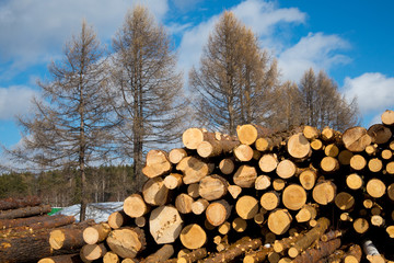 Stacked wood logs against blue sky - lumber or timber industry concept, sawn logs on a blue sky background