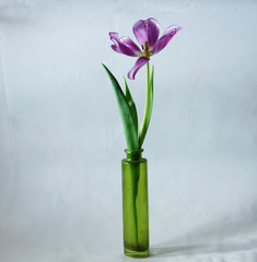 Photo of flower tulip  which can be good illustration as beautiful abstract picture
