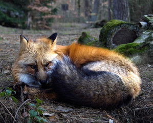 Schlafender Fuchs