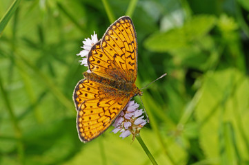 Boloria eunomia (ESPER, 1777) Randring-Perlmuttfalter DE, NRW, Genfbachtal, Nettersheim, Eifel 09.06.2016