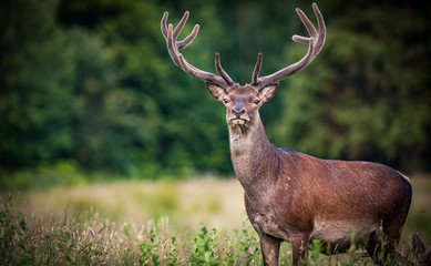 Large powerful Red deer stag in the tall grass of Killarney national park