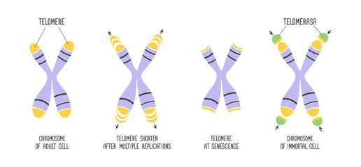 Telomeres and enzyme telomerase. Chromosome structure. Educational scheme. Vector