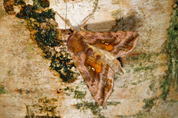 Autographa jota (LINNAEUS, 1758) Jota-Silbereule DE, NRW, Soligen, Ohligser Heide 18.06.2016