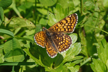 Melitaea cinxia (LINNAEUS, 1758) Wegerich-Scheckenfalter DE, NRW, Lampertstal, Eifel 09.06.2016