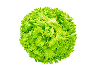 Batavia lettuce salad head