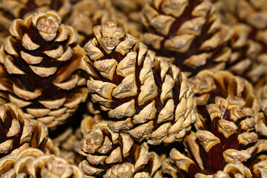 Limba Bilder Durchsuchen 106 Archivfotos, und Videos