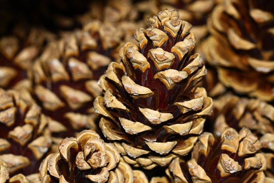 Pine cones of limba pine