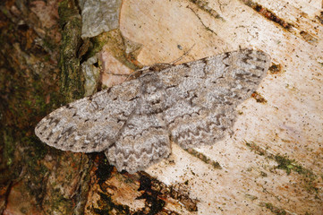 Obraz premium Hypomecis punctinalis (SCOPOLI, 1763) Aschgrauer Rindenspanner DE, NRW, Soligen, Ohligser Heide 18.06.2016