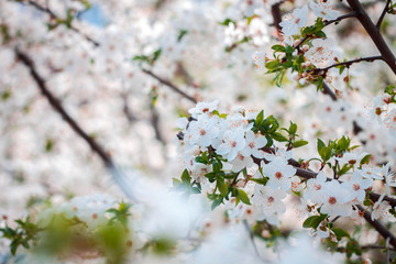 cherry tree blossom