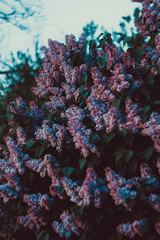 Obraz premium coral reef