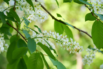 Delicate white clusters of flowers blooming bird-cherry tree in spring garden. Blossoming fruit tree.