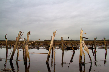 Flooded arable land, a maize field with puddles after some weeks of rain on a dark and dreary day