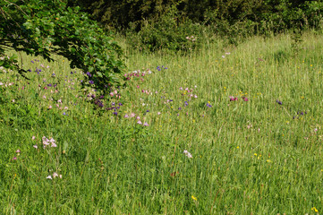 Wiese mit Akelei Wiese mit Akelei, Eifel, Trockenrasen DE, NRW, Nonnenbachtal, Eifel 09.06.2016