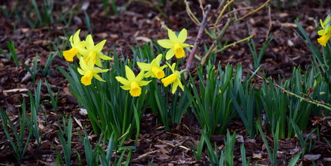 Narzissen im Park - der Frühling ist da