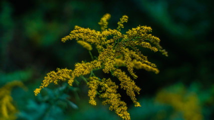 Yellow Goldenrod in Autumn