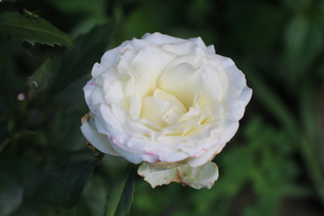 White Rose