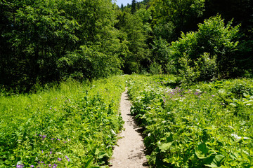 path over meadow in black forest