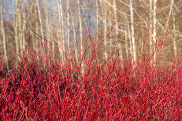 Bright red bush branches in the background of trees in spring
