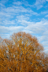 Large yellow tree in the blue sky in the spring