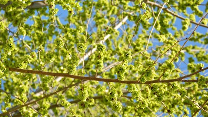 Árbol brotando en primavera