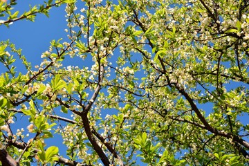 Árbol brotando en primavera