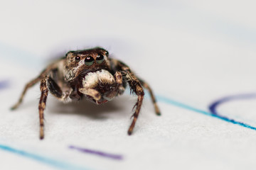 Aranha branca, preta e marrom papa mosca