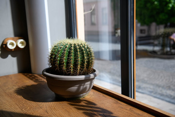 Round cactus in a flowerpot on a window sill on sunny weather