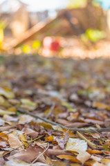 soft focus warm tone fallen leaves on the ground