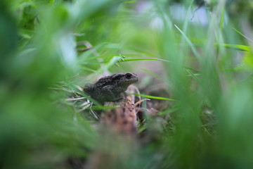 Toad sits among the grass