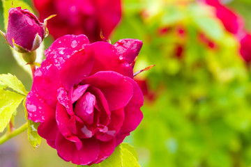Beautiful red rose after the summer rain