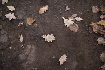 Autumn oak leaves on the ground